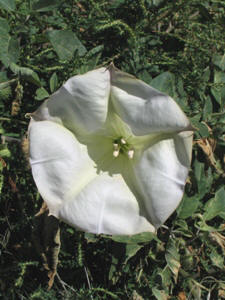 Datura wrightii